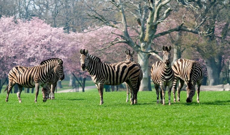 Se dyr fra hele verden i Knuthenborg Safaripark