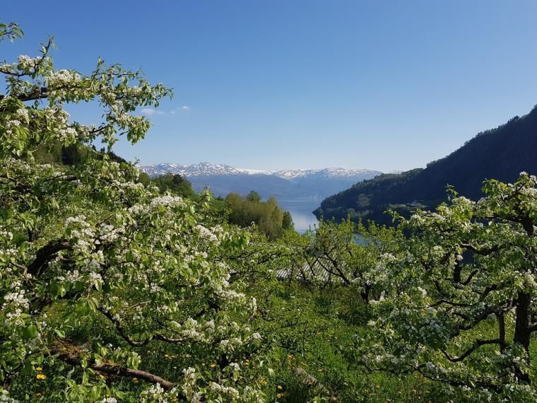 Bestill hytte i Hardanger og opplev blomstringen i Hardanger