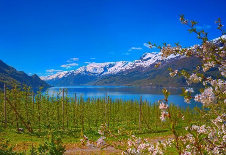 Lei hytte i Hordaland og opplev blomstringen i Hardanger