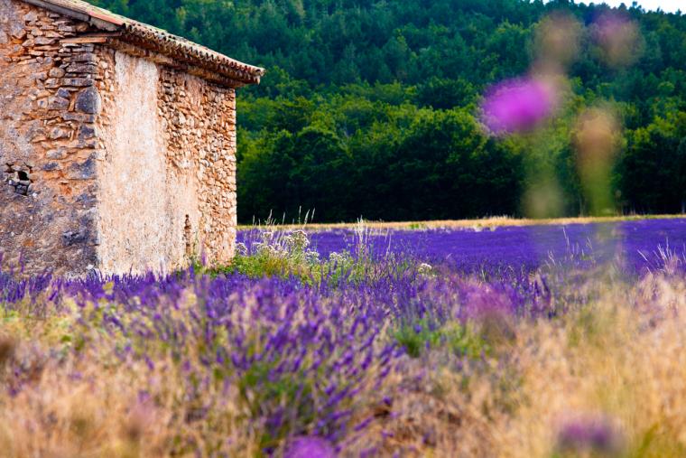 Opplev parfymens hovedstad i Côte d'Azur
