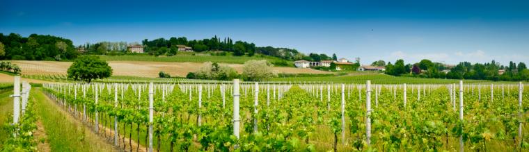 Prøv de kjente vinene fra Puglia på ferie i Italia