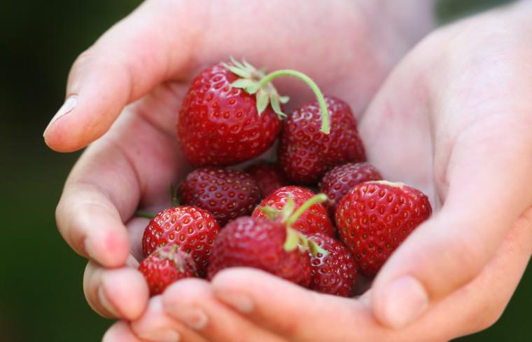 Prøv lokalprodusert mat og frukt på feriehusferie i Frankrike