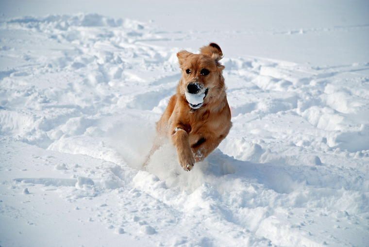 hund i snøen