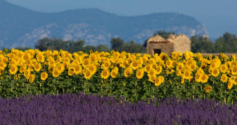 Historie og natur på ferie i Provence