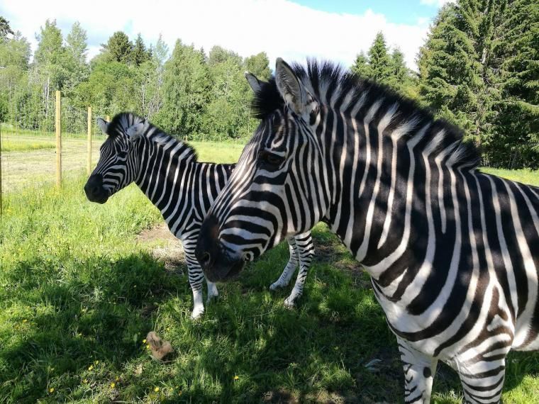 NOAVSOl kundefordel Tangen Dyrepark