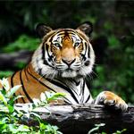 Besøk Givskud Zoo fra feriehuset