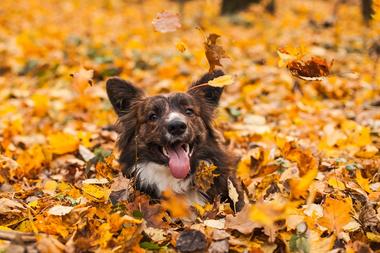 Høstferie med hund
